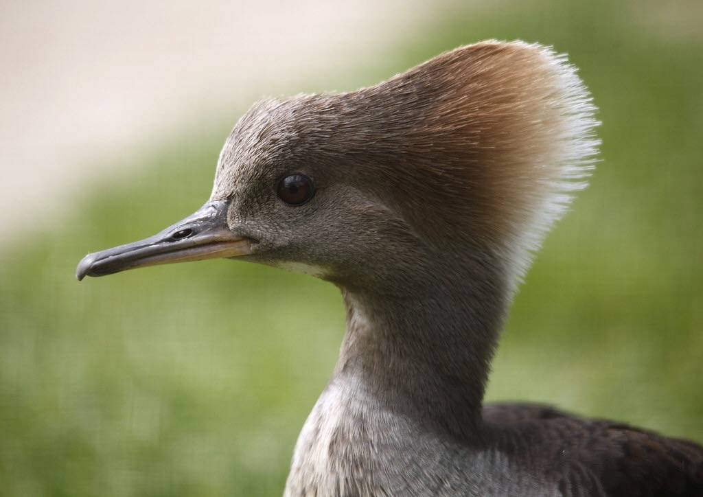 Hooded Merganser by nickpix2012 is licensed under CC BY-NC-ND 2.0.